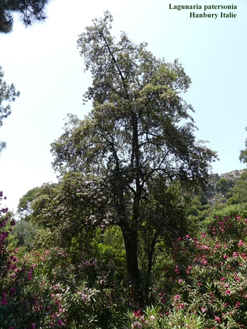 Lagunaria patersonia à Hanbury Italie