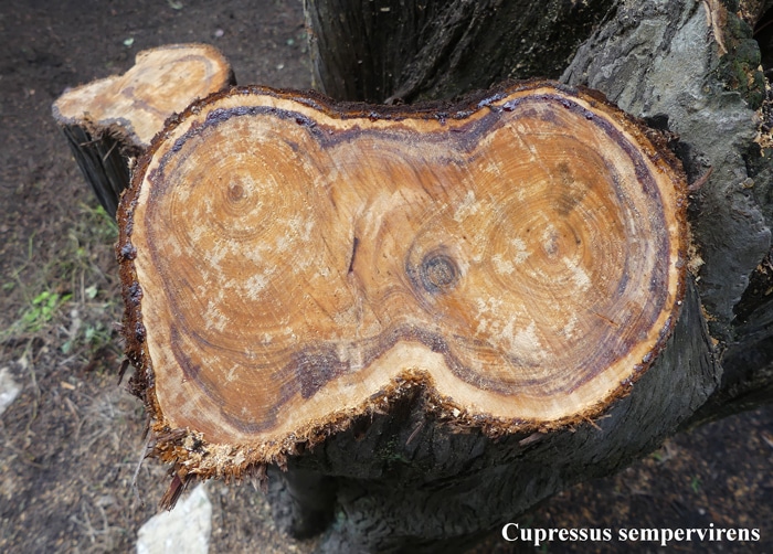 coupe du bois de Cupressus sempervirens