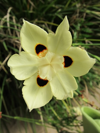 Iris sauvage - style pétaloïde