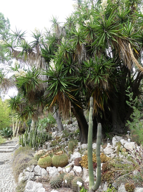 Cactus et Yucca à Hanbury