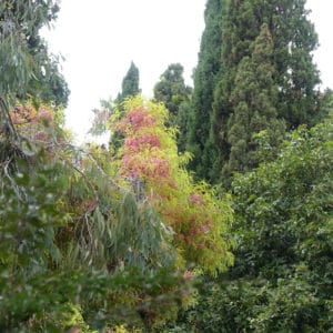 floraison eucalyptus à Hanbury