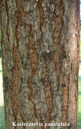 écorce Koelreuteria paniculata