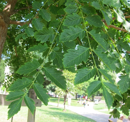 feuilles Koelreuteria paniculata