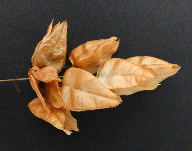 capsule trigone Koelreuteria paniculata