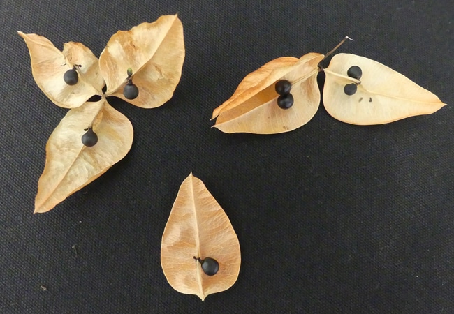 graines Koelreuteria paniculata