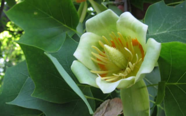 fleur de tulipier