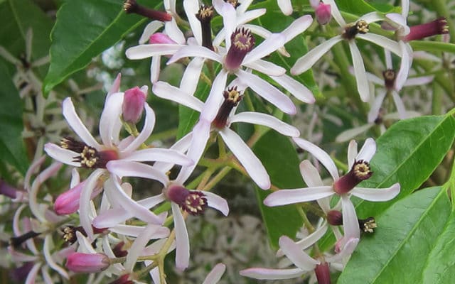 fleurs de Melia azedarach