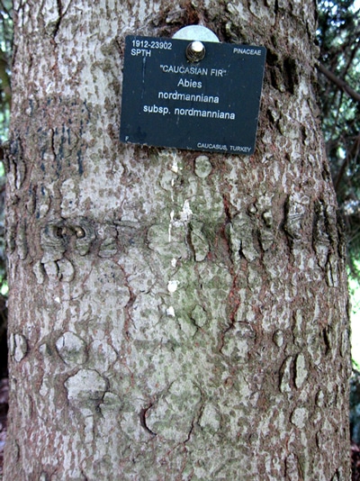 écorce Abies nordmanniana subsp. nordmanniana