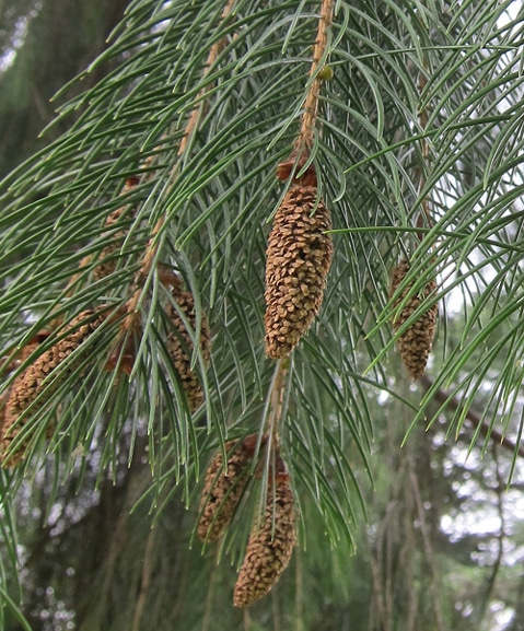 Cônes de Picea smithiana