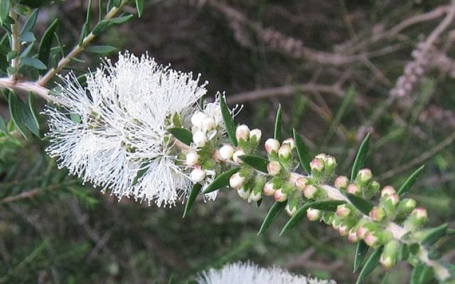 Inflorescence Melaleuca lanceolata - Moonah