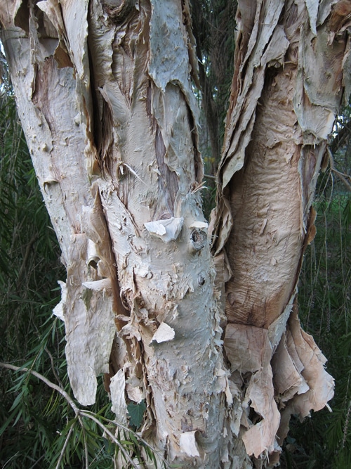 Multi-troncs du Melaleuca styphelioides