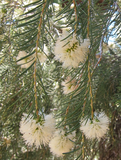 Fleurs de Melaleuca raphiophylla
