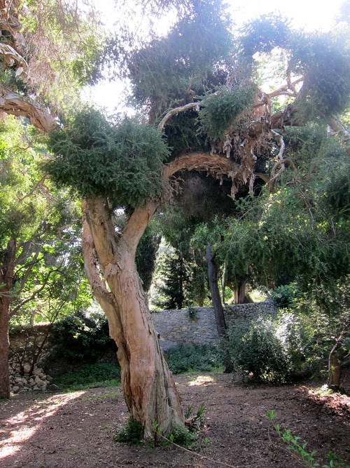 Melaleuca styphelioides - Jardin de Hanbury Italie