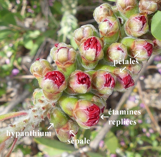 Hypantium, sépales et pétales de Melaleuca