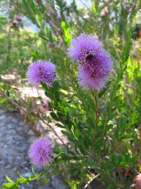 Fleurs de Melaleuca nesophila