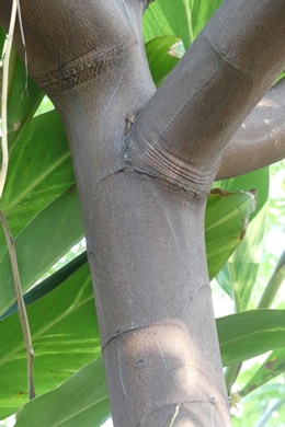 Albizia lophantha, Australie