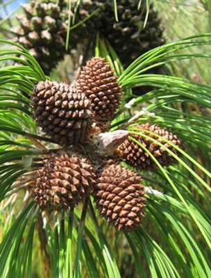 Suite de Fibonacci, nombre d'or - Pinus pseudostrobus